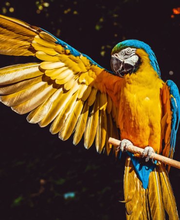 Green Parrot For Sale